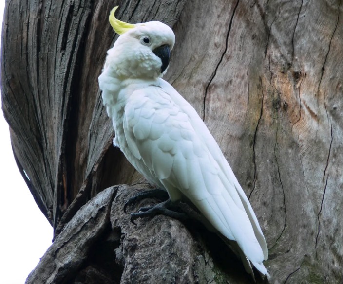 葵花鳳頭鸚鵡一般棲息在哪些地方 ？