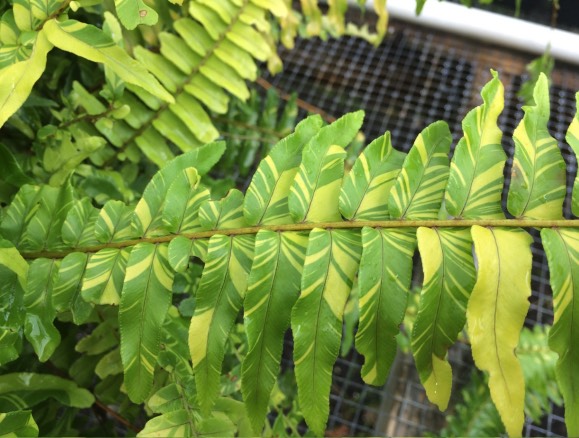 波士頓腎蕨是什么植物，有什么形態(tài)特點 ？