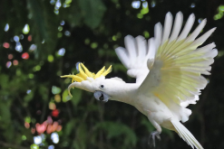 <strong>葵花鳳頭鸚鵡的壽命多久，飼養需要注意什么?</strong>