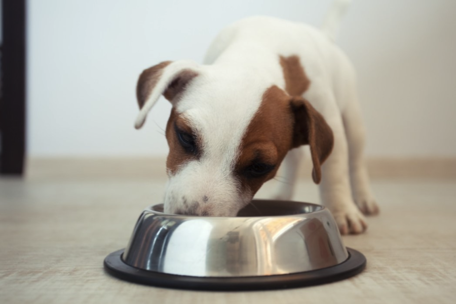 飼料中粗蛋白有什么成分組成？