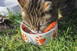 <strong>飼料養分的組成成分有哪些?</strong>