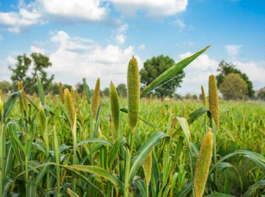 鹽堿地可以種植谷子嗎？