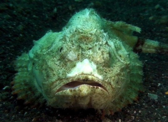 平石頭魚有哪些生活習性和飲食習性 ？