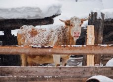 <strong>牧場冬季如何提供飼料給牛羊，可以放養嗎？</strong>