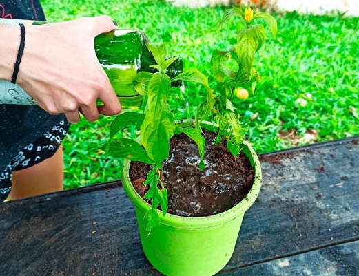 蝦衣花對(duì)土壤和水分有什么要求，花期在什么時(shí)候 ？