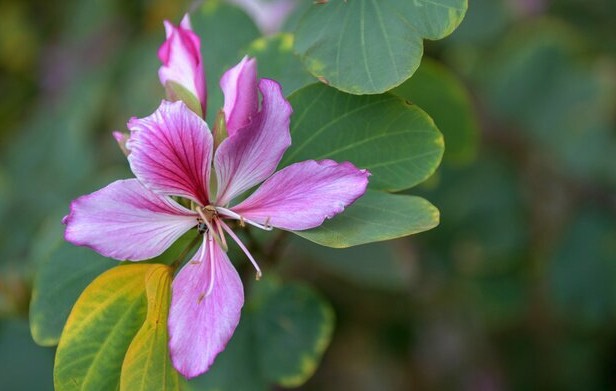 怎么欣賞大花紫薇花朵 ？