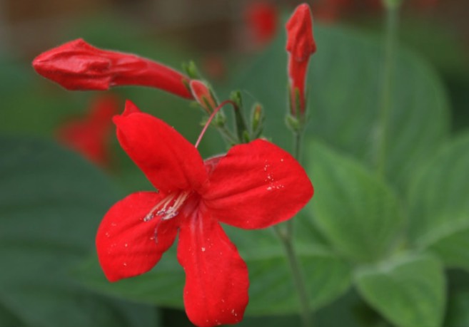 大花蘆莉是什么植物，有什么形態(tài)特點(diǎn) ？