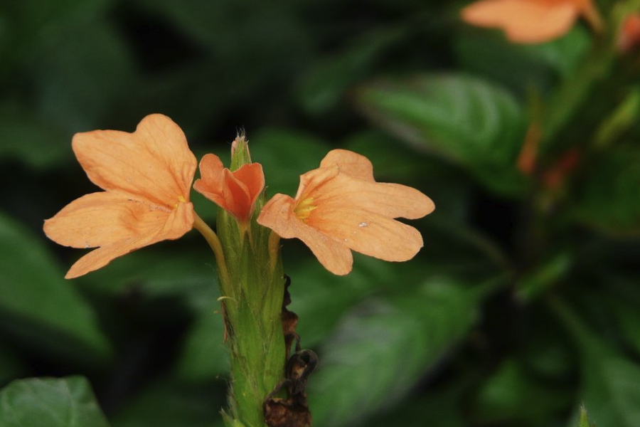 黃鳥尾花的栽種方法？