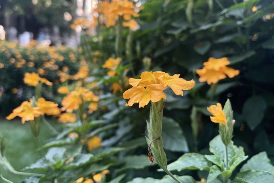 黃鳥尾花怎么培育種子和進行催芽？