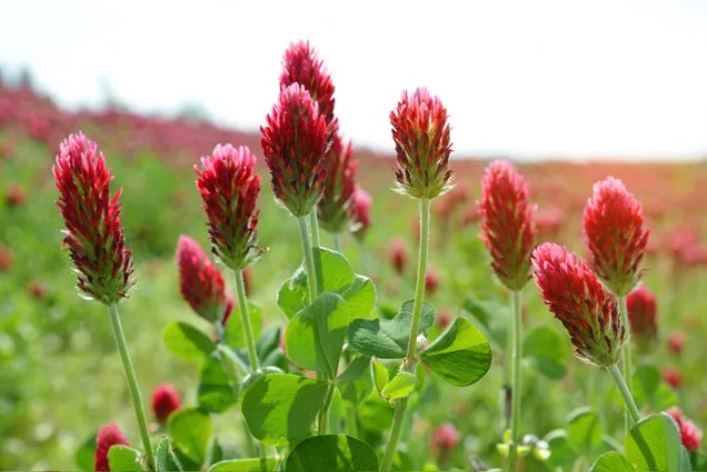 紫花苜蓿怎么進行栽種，花期在什么時候 ？