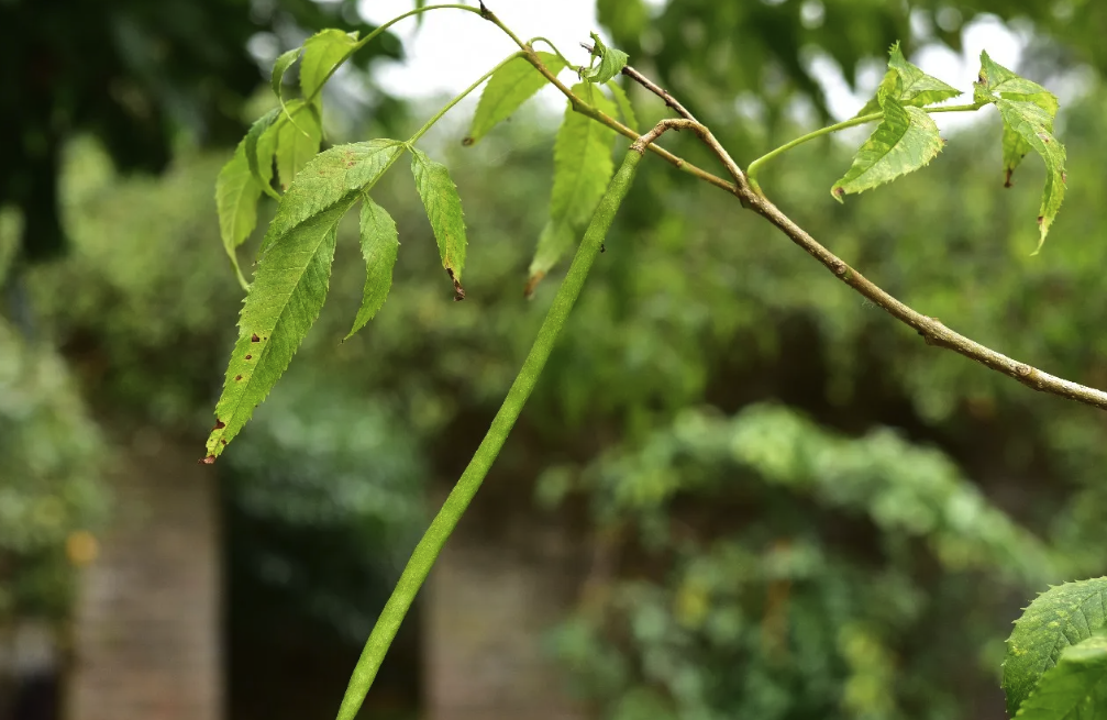 黃鐘花栽培土壤一般以什么土壤為宜？