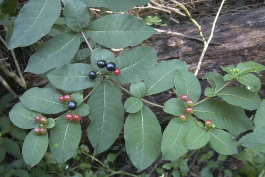 蘿芙木對生長環境有什么要求？