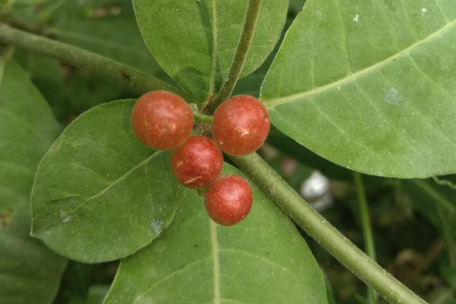 蘿芙木施肥次數怎么控制，一般施什么肥？