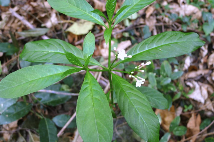 蘿芙木怎么鋪施基肥和基質？