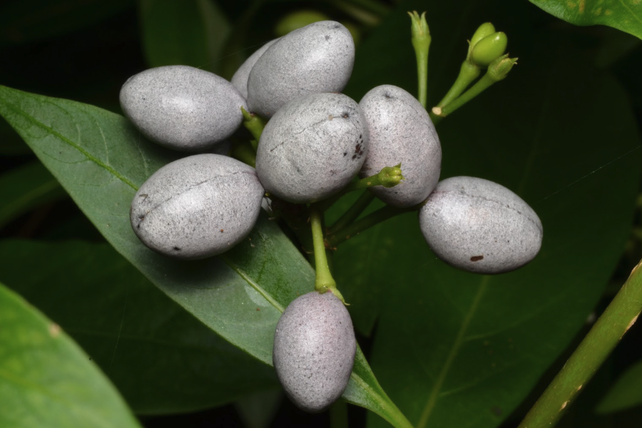 蘿芙木種子培育和催芽方法？