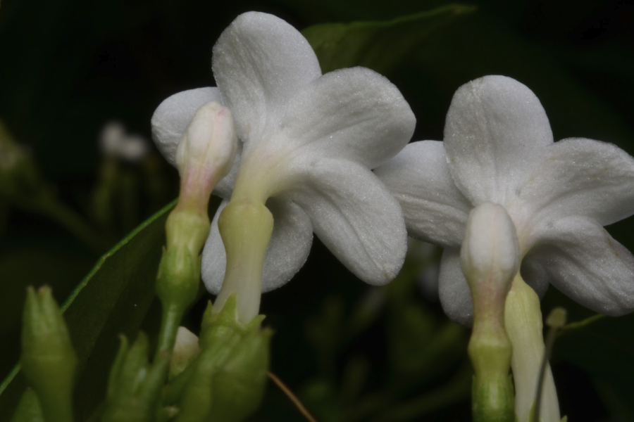 蘿芙木怎么收集種子和進行處理？