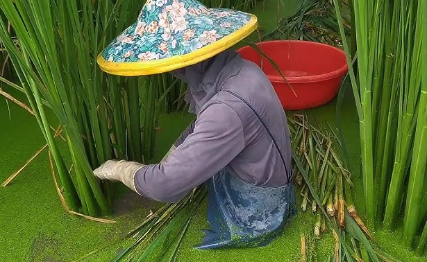 茭白田地水深一般多少 ？