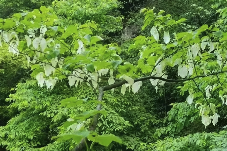 珙桐種子怎么培育和催芽？