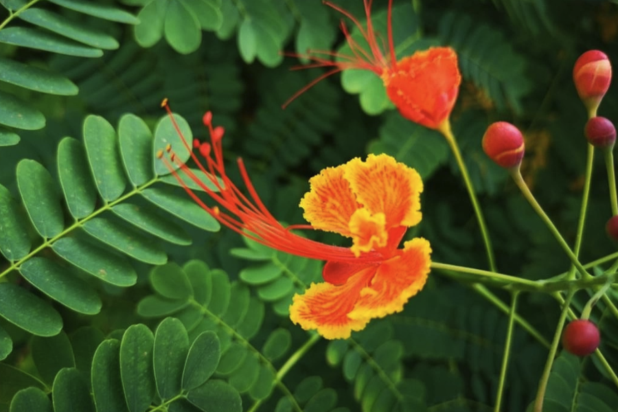 藍(lán)花金鳳花感染紅蜘蛛怎么進(jìn)行消滅？