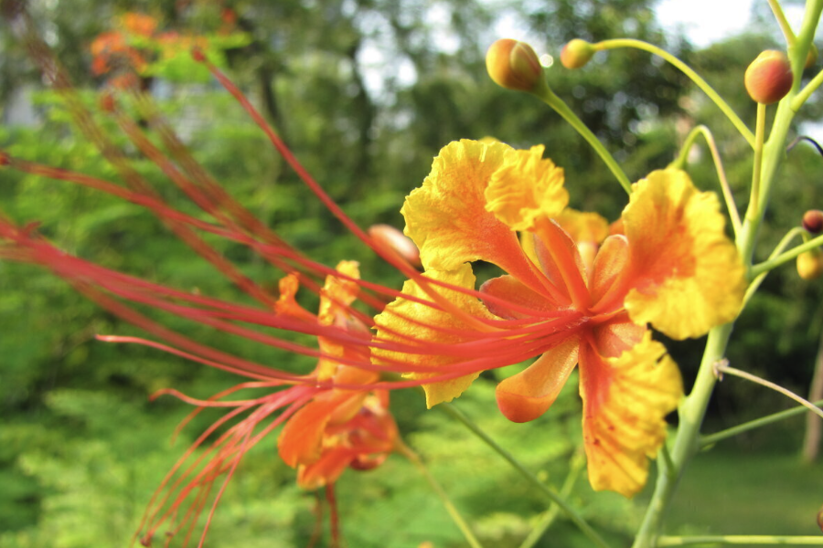 藍(lán)花金鳳花感染紅蜘蛛怎么進(jìn)行消滅？