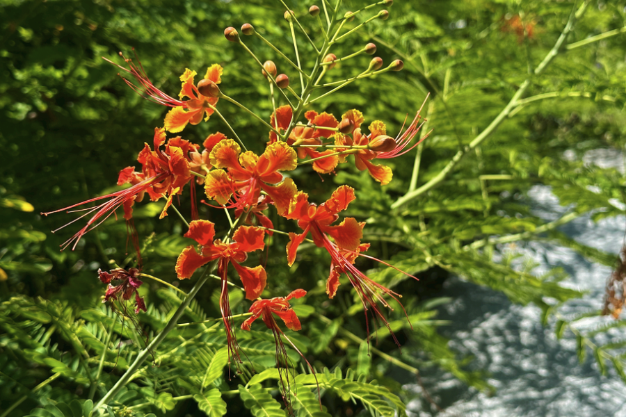 藍花金鳳花怎么進行分株，需要注意什么？