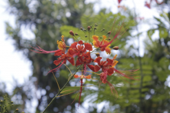 <strong>藍花金鳳花的繁殖方式有哪些？</strong>