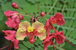 <strong>藍(lán)花金鳳花花朵有什么特點(diǎn)，花期在什么時(shí)候？</strong>