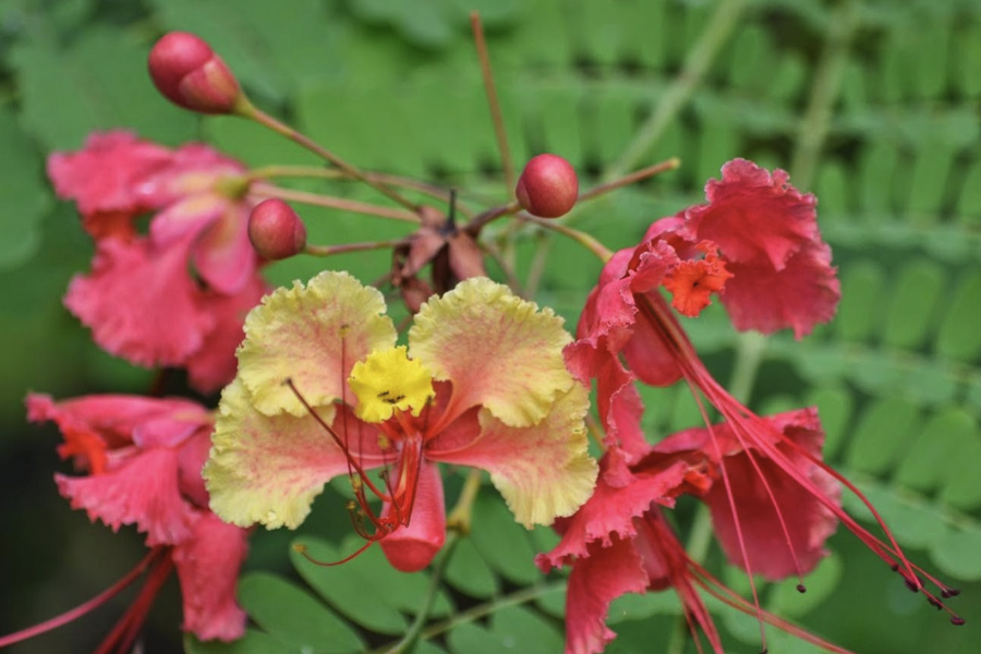 藍(lán)花金鳳花花朵有什么特點(diǎn)，花期在什么時(shí)候？