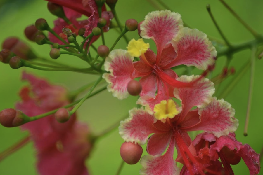 藍花金鳳花的生態習性是什么樣的？