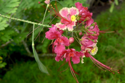 <strong>藍花金鳳花對生長環境有什么要求，花期在什么時候？</strong>