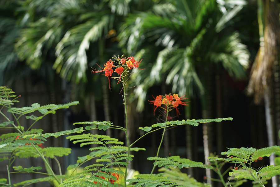 金鳳花株高一般多少，有什么形態(tài)特點？