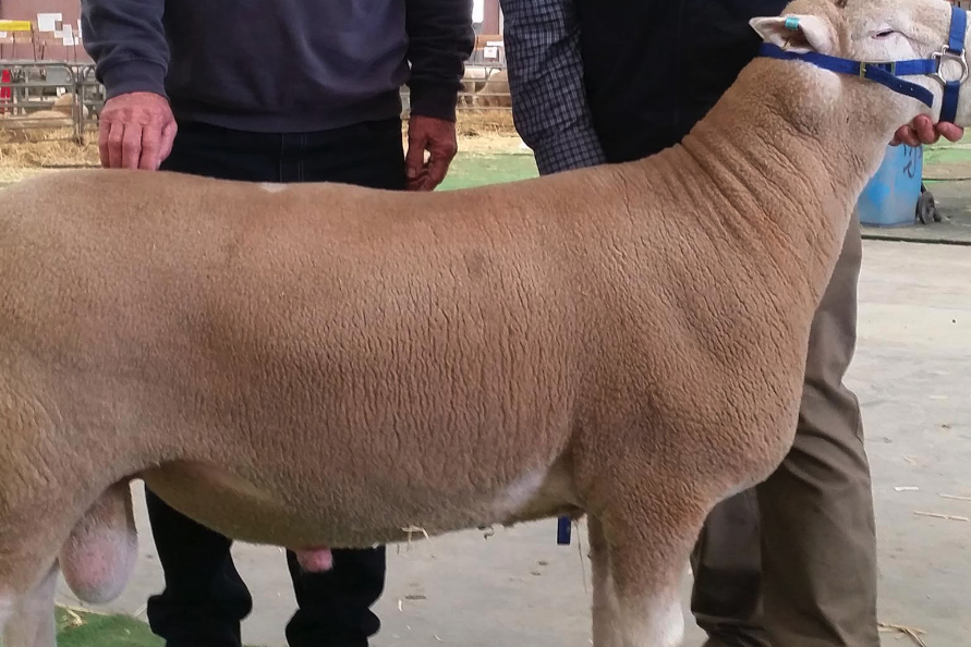 陶賽特羊主要在哪些地區飼養，體型形態怎么樣？