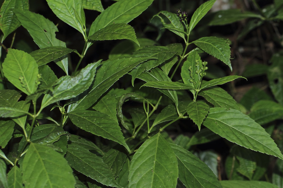 草珊瑚是什么植物，有什么形態(tài)特點？