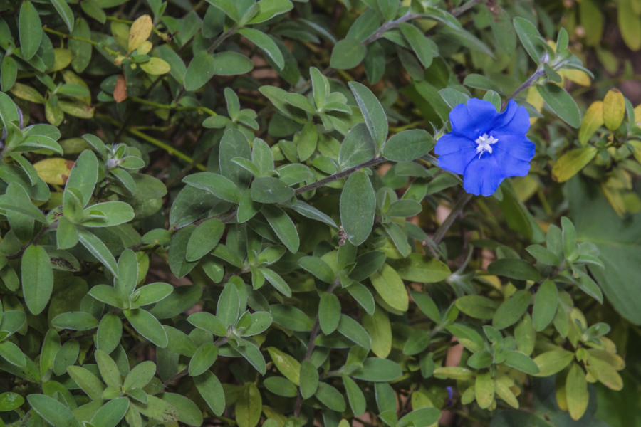 藍(lán)星花的分株方法介紹?