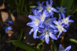 <strong>藍星花是什么植物，有什么形態(tài)特點?</strong>