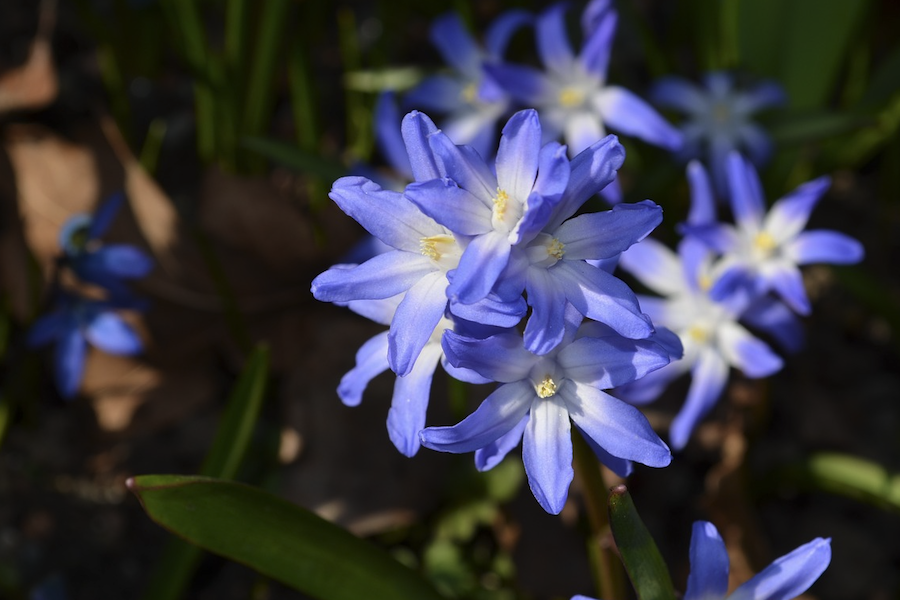 藍(lán)星花是什么植物，有什么形態(tài)特點(diǎn)?