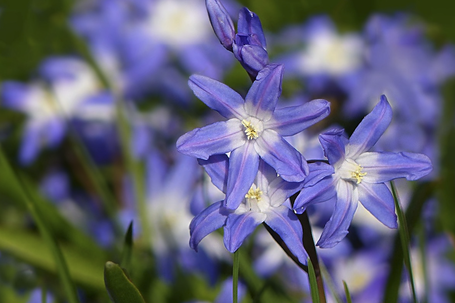 藍(lán)星花是什么植物，有什么形態(tài)特點(diǎn)?