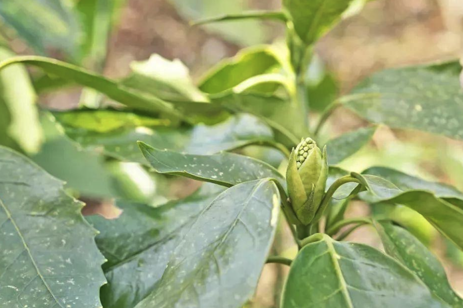 在秋冬季播種桃葉珊瑚的好處？