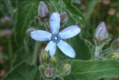 <strong>藍星花用沙質(zhì)土壤種植有什么好處？</strong>