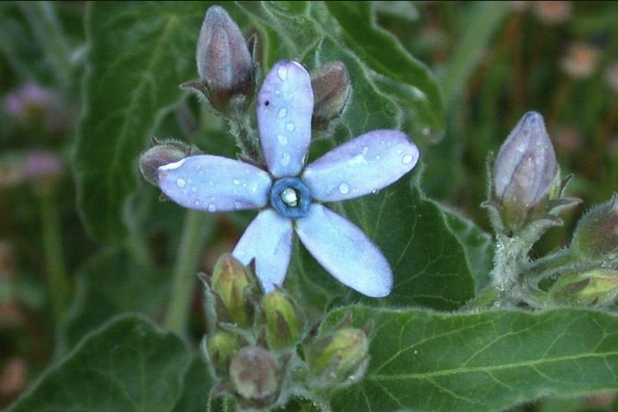 藍星花用沙質(zhì)土壤種植有什么好處？