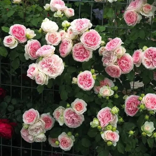 月季花養殖：施肥技巧與營養需求