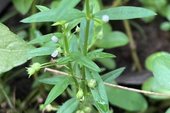 傘房花耳草怎么進行追肥維護 ？