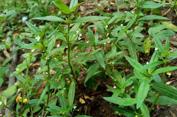 傘房花耳草對溫度和濕度有什么要求 ？