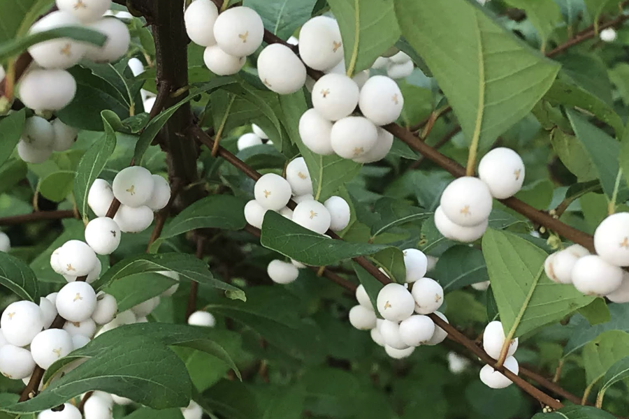 白飯樹用砂質(zhì)土壤栽種有什么好處？