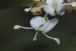 <strong>柊樹(shù)花朵和葉片有什么特點(diǎn)？</strong>