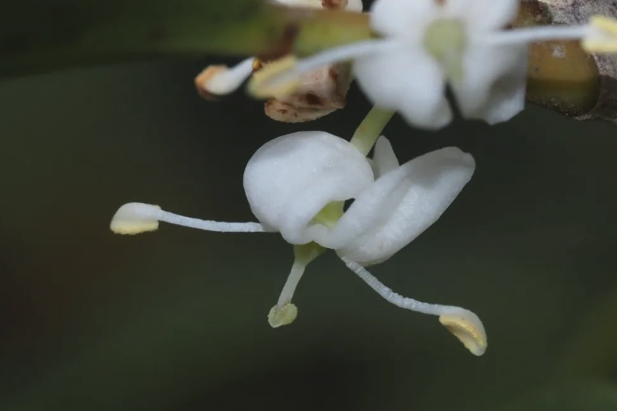 柊樹花朵和葉片有什么特點？