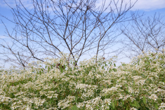 白雪木是什么植物，有什么形態(tài)特點 ？