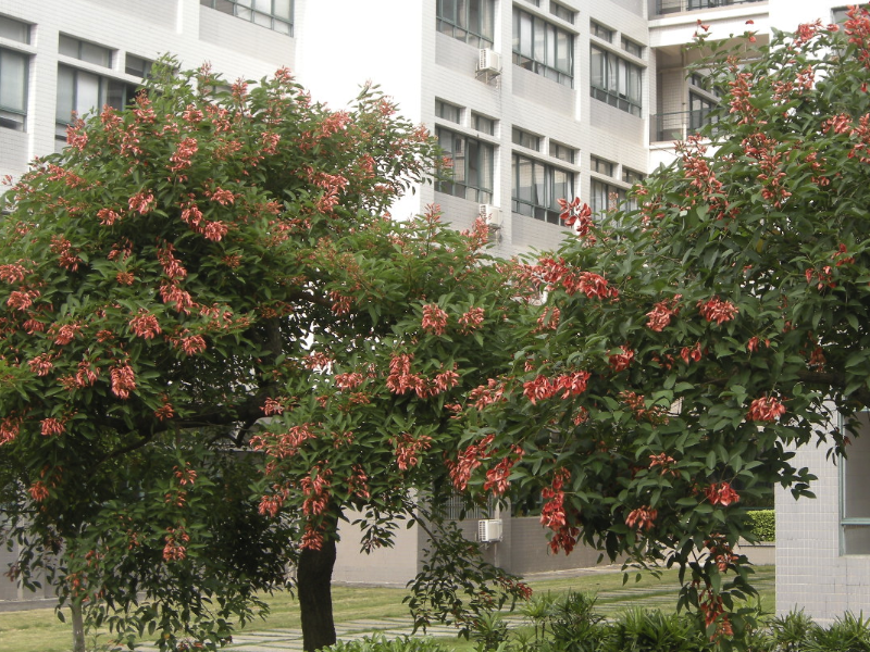 雞冠刺桐是什么植物，有什么形態特點？