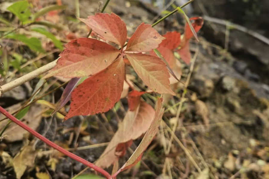 五葉地錦形態(tài)特征和生態(tài)習(xí)性？