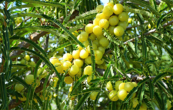 余甘子對氣溫的適應范圍怎么樣 ？